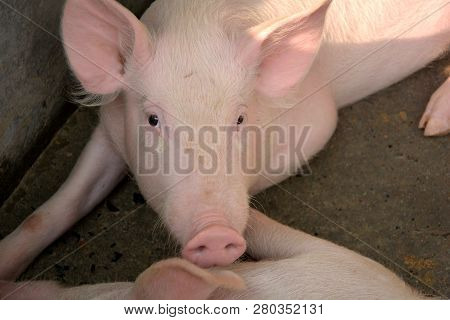 Close Up Of Some White Color Domesticated Piggy, Piglet ( Sus Scrofa Domesticus ), Large White Yorks
