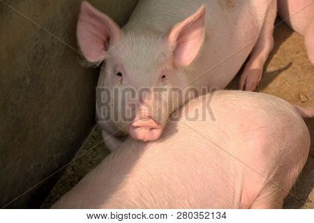 Close Up Of Some White Color Domesticated Piggy, Piglet ( Sus Scrofa Domesticus ), Large White Yorks