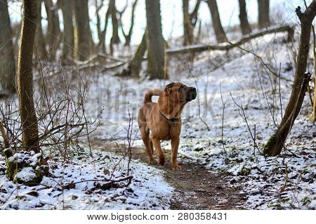 Red Dog Shar Pei Runs Through The Spring Forest. Snow Is Melting. Grass Makes Its Way Through The Sn