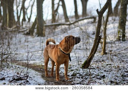 Red Dog Shar Pei Runs Through The Spring Forest. Snow Is Melting. Grass Makes Its Way Through The Sn