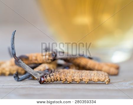 Select Focus Of Mushroom Cordyceps (chong Cao) This A Herbs. With A Glass Of Water, Add Water From T