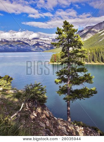 Un pino solitario brusco costa nord del lago di montagna
