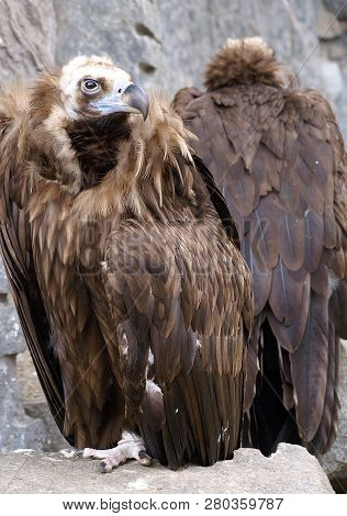 Vulture - Wild Bird In Its Home