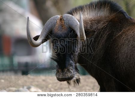 The Wildebeest Belongs To The Family Of The Half-dead. For Humans, The Large Free Roaming-herds Of T