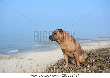 Red Dog Shar Pei Sits On The Yellow Grass On The Shore Of The Baltic Sea