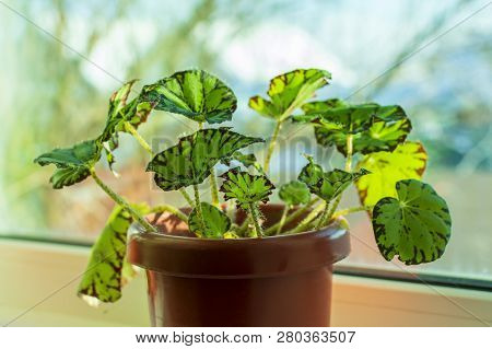 Houseplant With Decorative Green Leaves Begonia Boweri In A Pot On The Window In The Winter In The R