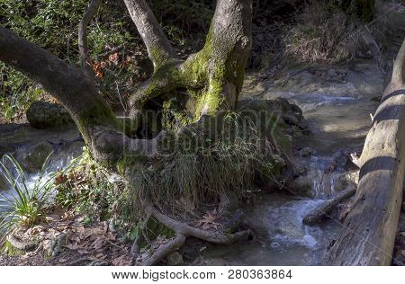 A Mountain, Cold, Fast River Flows Among The Sycamore Forest On A Sunny,  Winter Day (greece, Attica