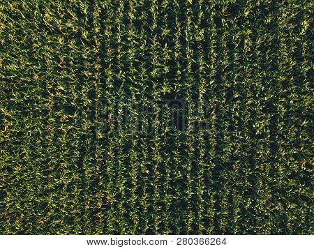 Aerial View Of Cultivated Sweetcorn Plantation, Top View From Drone Pov