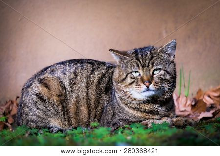 Old Bored Cat Laying In Grass In Front Of A Stone Wall In Autumn