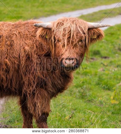Highland Cow In Scottisch Landscape Stares At Camera