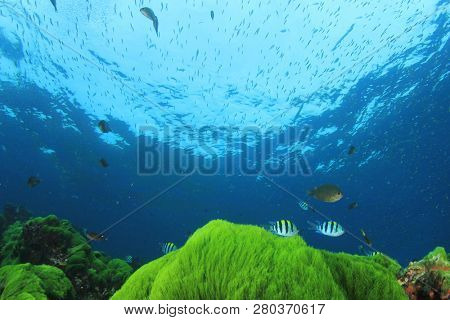 Green Algae Blue Water  
