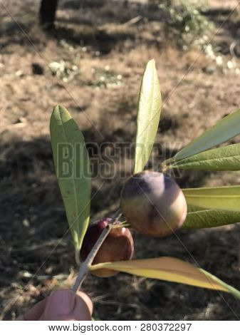 Zeytin Zeytin Dalı Zeytin Ağacı Zeytinlik Tarla
