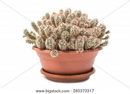 Cactus Mammillaria Prolifera In A Pot Isolated On White Background