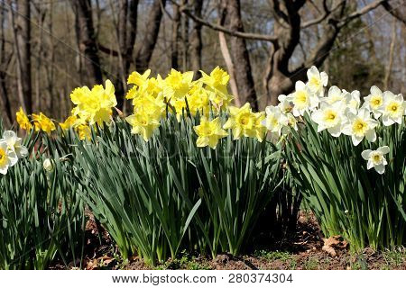 White And Yellow Daffodils Growing In A Garden On The Edge Of A Woodlot.