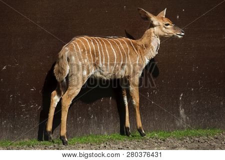 Nyala (Tragelaphus angasii). Wild life animal.