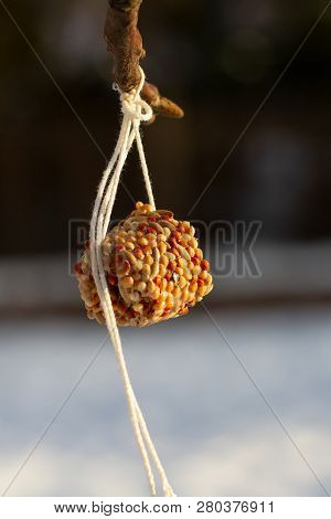 Winter Suspended Bird Feeder: Pressed Cereal Grains - Feeding Birds. The Concept Of Conservation Of 