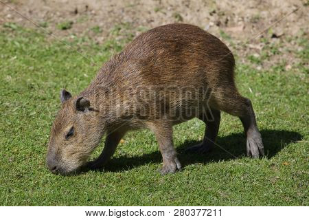 Capybara (Hydrochoerus hydrochaeris). Wild life animal.