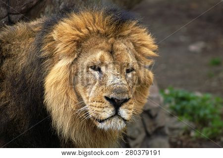 Lions Males Are Distinguished By A Mane That Grows From 2 Years Of Age And Covers The Body From Neck