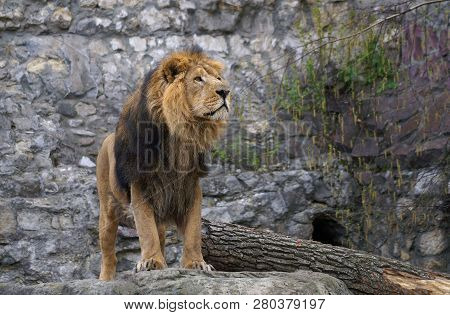 Lions Males Are Distinguished By A Mane That Grows From 2 Years Of Age And Covers The Body From Neck