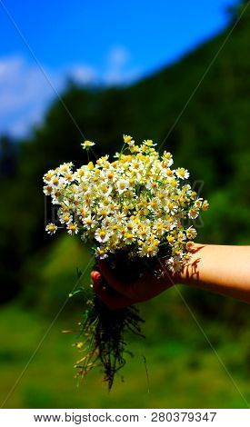Chamomile Fresh Herbal Plant Bouquet Taken From Natural Green Fields