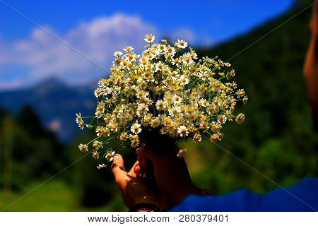 Chamomile Fresh Herbal Plant Bouquet Taken From Natural Green Fields