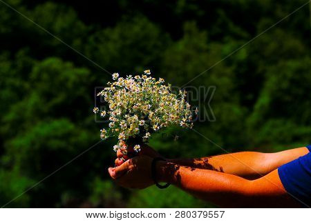 Chamomile Fresh Herbal Plant Bouquet Taken From Natural Green Fields