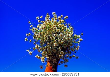 Chamomile Fresh Herbal Plant Bouquet Taken From Natural Green Fields