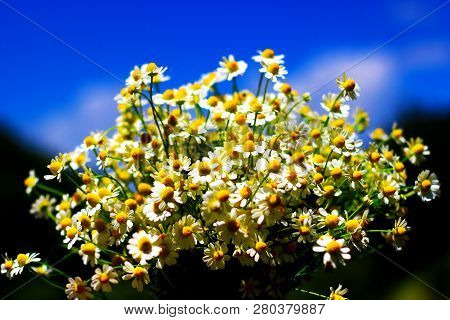 Chamomile Fresh Herbal Plant Bouquet Taken From Natural Green Fields