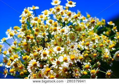 Chamomile Fresh Herbal Plant Bouquet Taken From Natural Green Fields