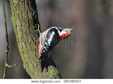 Middle Spotted Woodpecker Posing On A Trunk With Tuned Head