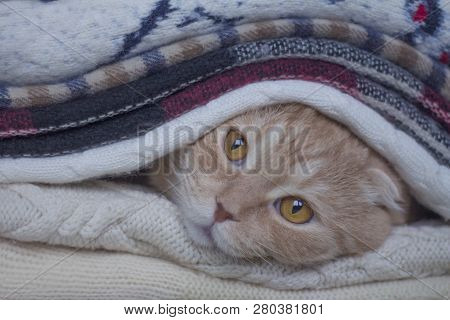 The Red Scottishfold Cat Is Heated In Knitted Scarfs
