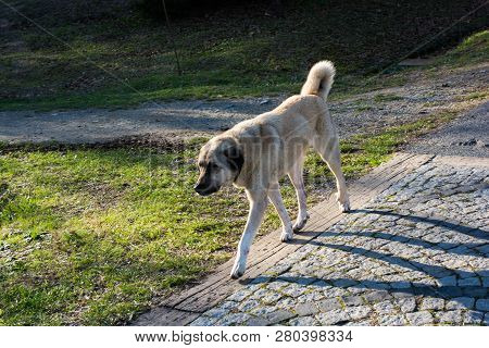 Turkish Breed Shepherd Dog Kangal As Livestock Guarding Dog