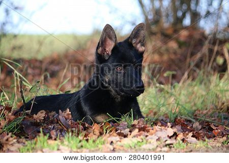 Beautiful Black German Shepherd Puppy Is Lying In Autumn Leafs In The Garden