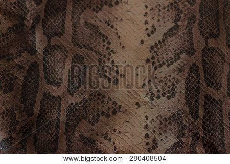 Genuine Leather Snake And Scales The View From The Top
