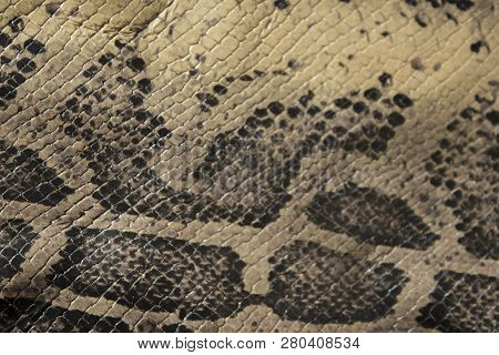 Genuine Leather Snake And Scales The View From The Top