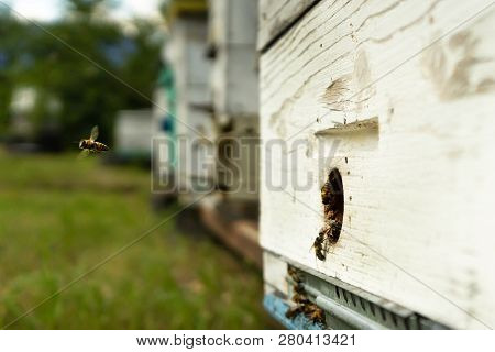 Bees Fly To The Hive And Carry Pollen One After The Other In Summer Days