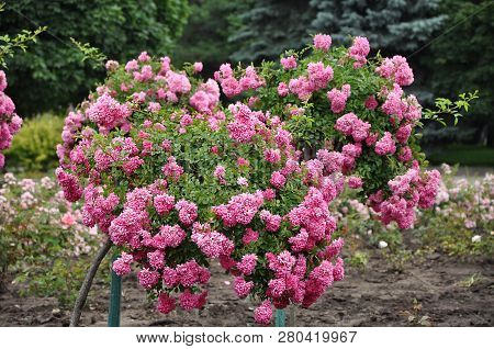 Beautiful Fragrant Blooming Titled Pink Rose Trees In The Garden, Selective Focus