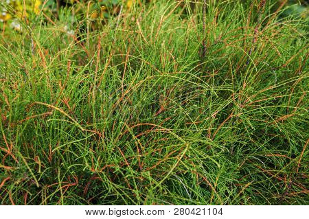 Green western thuja bush. Thuja occidentalis filiformis. Close up of a branch of thuja tree