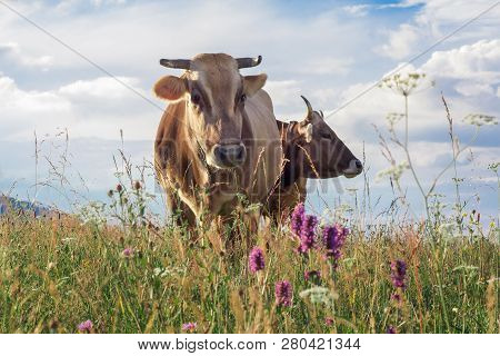 Two Cows Closeup Graze On A Summer Grass Meadow