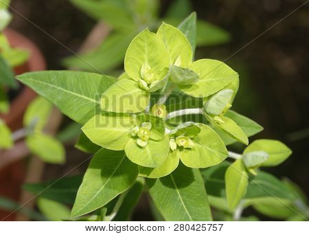Peking Spurge - Euphorbia Pekinensis 
From China