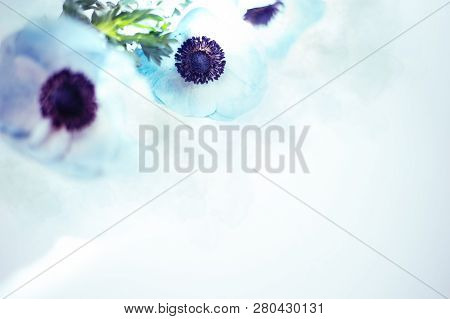 Blue Anemona Blossom On White Background With Backlight