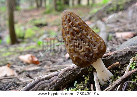 Nice Single Specimen Of Morchella Conica Or Black Morel Mushroom Among Surface Roots Of Big Tree In 