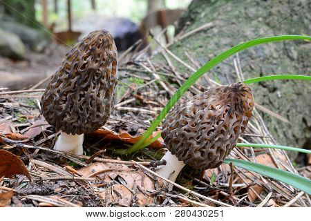 Two Morchella Conica Or Black Morel Mushrooms, Side By Side In Spring Vegetation In Mountain Forest,