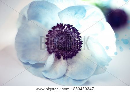 Macro Blue Anemona Blossom On White Background With Backlight