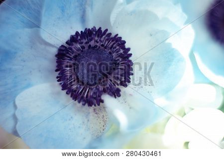 Macro Blue Anemona Blossom On White Background With Backlight