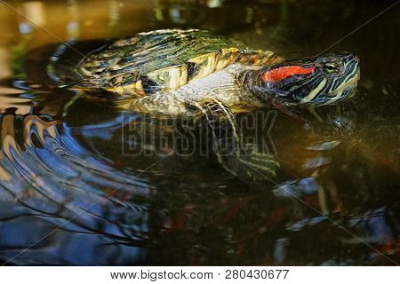 A Red-eared Slider Turtle Swims In An Artificial Pond. Wild Life. Reptiles.