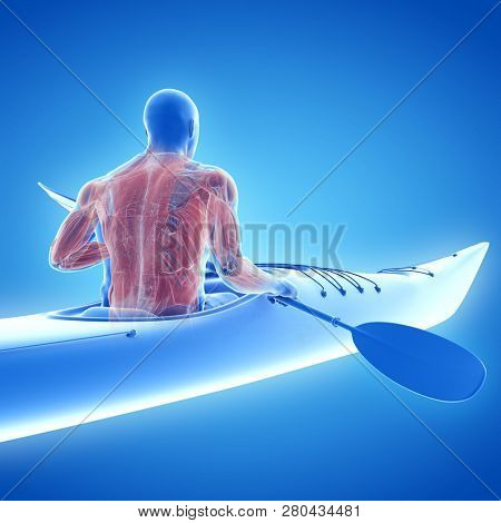 3d rendered medically accurate illustration of the muscle system of a canoeist