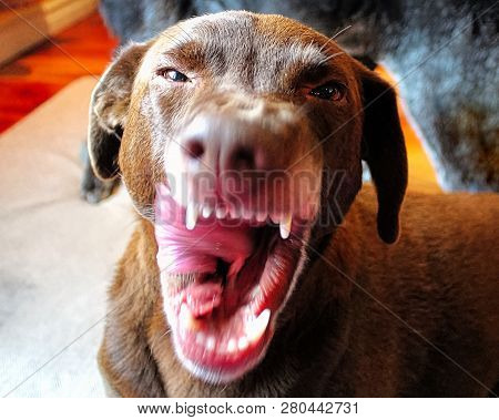 A Dog Snaps And Snarls At The Camera