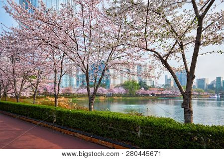 SEOUL, SOUTH KOREA - APRIL 7, 2017: Blooming sakura cherry blossom alley in park in spring with Lotte World tower in background, Seokchon lake park,  Seoul, South Korea