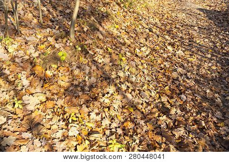Lying On A Hilly Surface In The Forest, Fallen Yellow And Orange Foliage, Autumn Season In The Park,